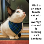 Holiday Crown Pet Bandana – Personalized