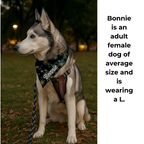 Personalized Golden Snowflake  Pet Bandana Bonnie Husky